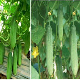 SBJEI-FRESH SMALL CUCUMBER